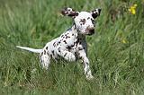 DALMATIEN 071